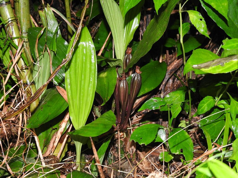 Acanthophippium sylhetense photo 3