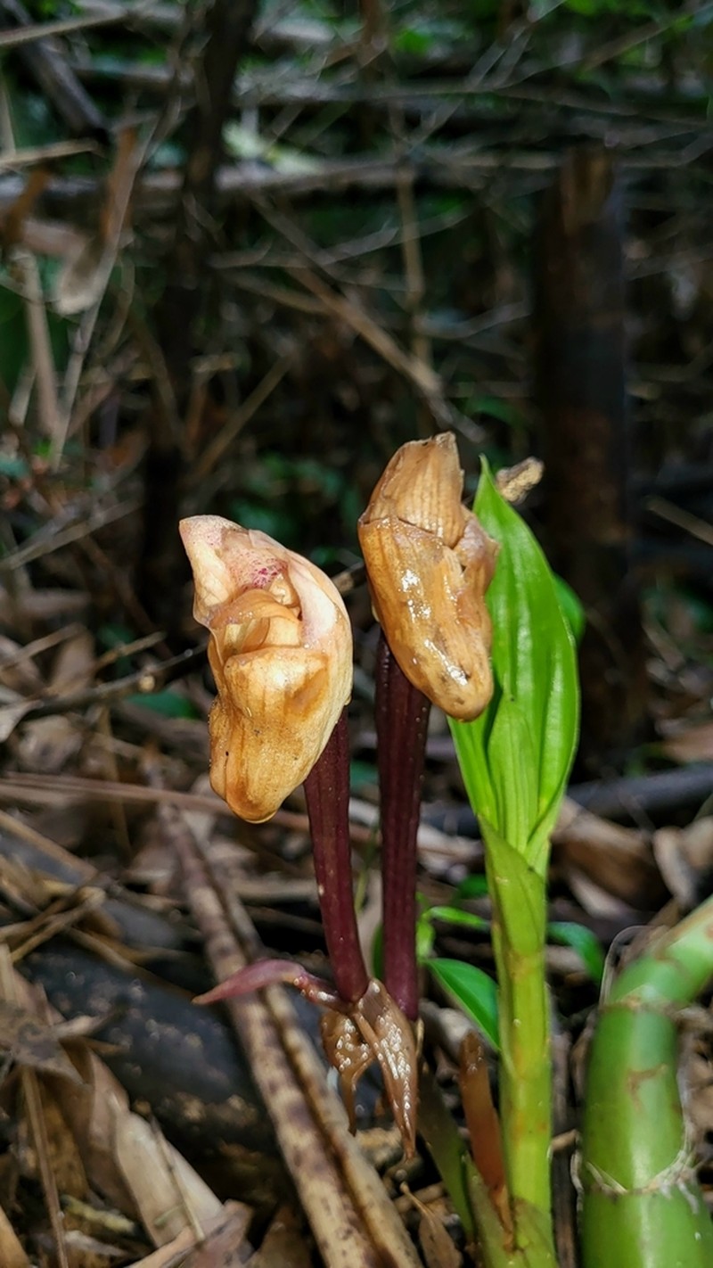 Acanthophippium sylhetense photo 4