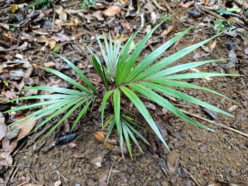 Acanthophoenix rousselii photo 2