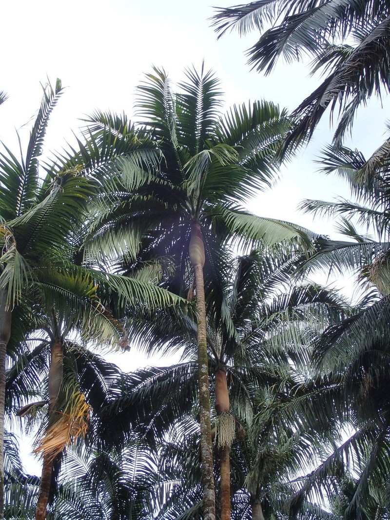 Acanthophoenix rubra