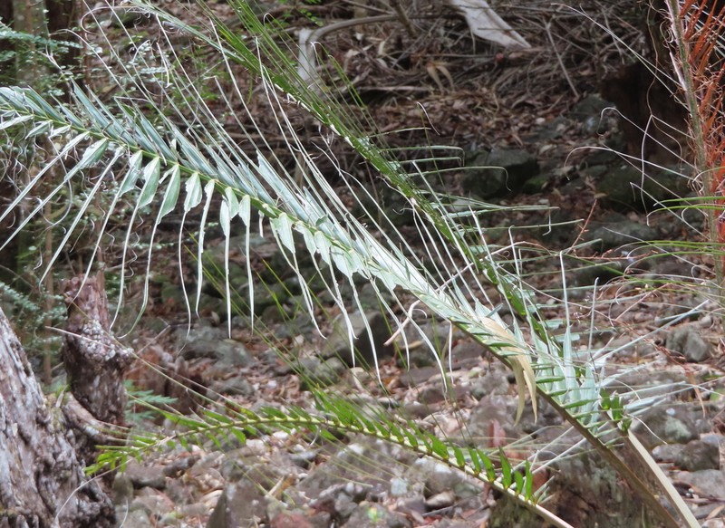 Acanthophoenix rubra photo 2