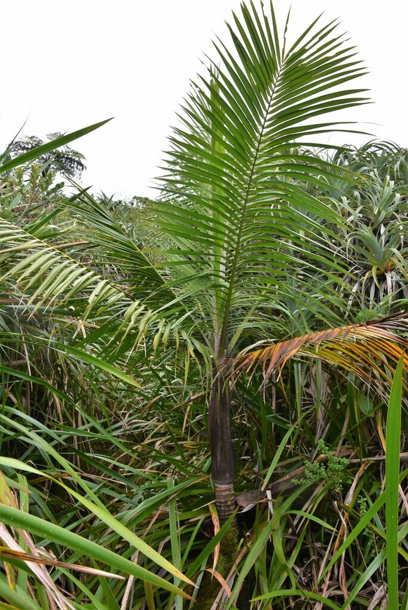 Acanthophoenix rubra photo 4
