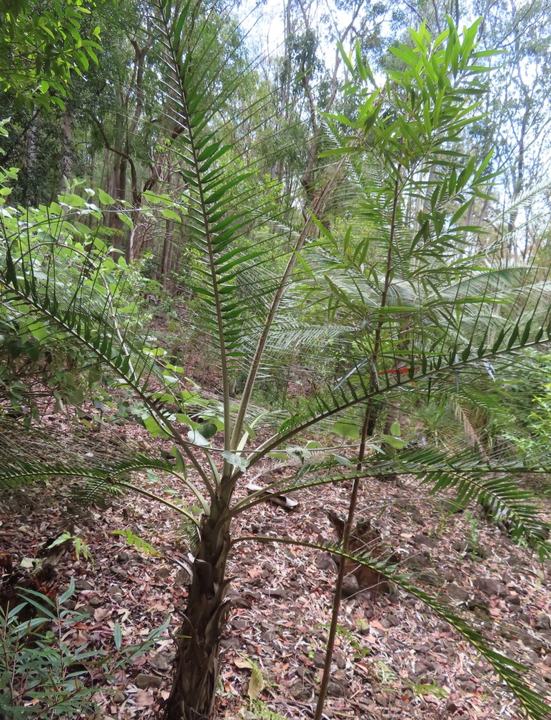 Acanthophoenix rubra photo 6