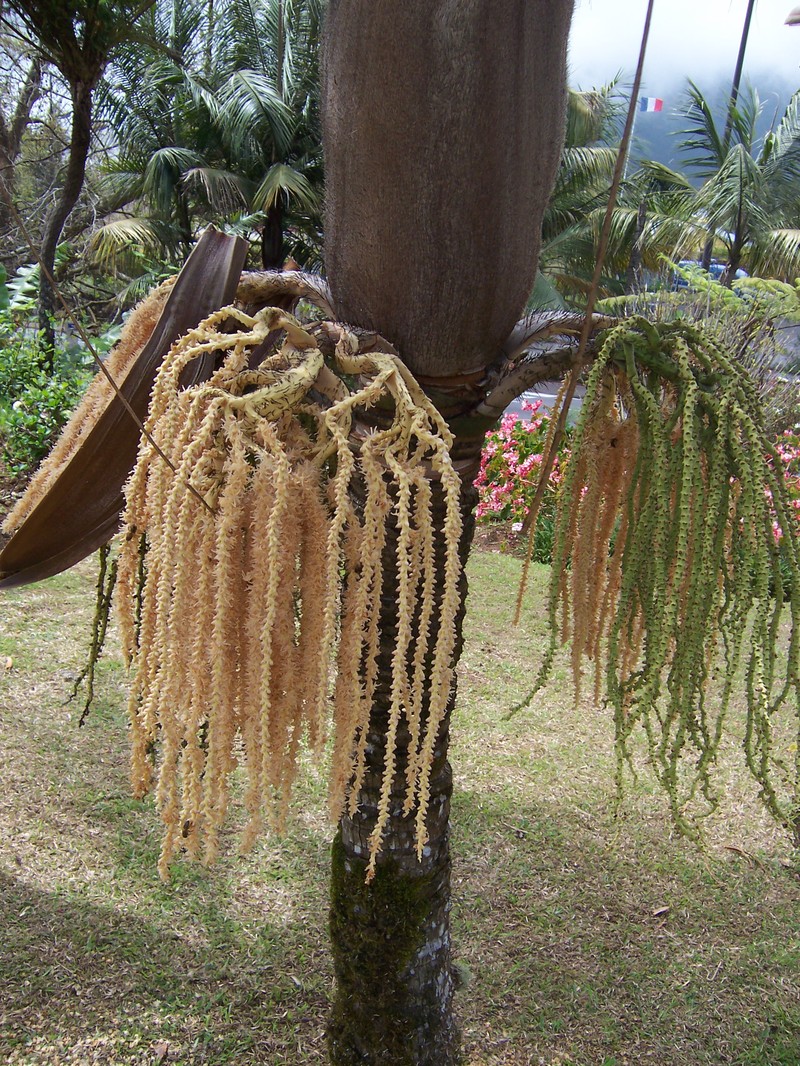 Acanthophoenix rubra photo 8