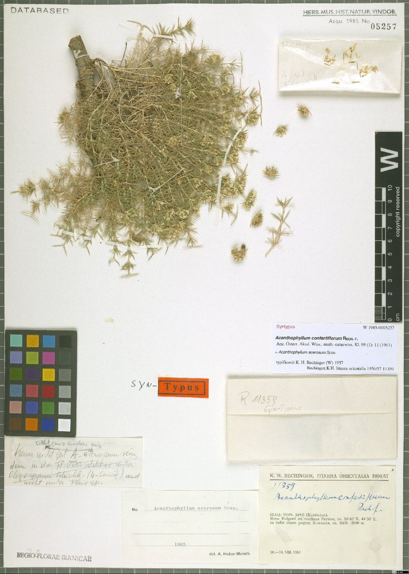 Acanthophyllum acerosum