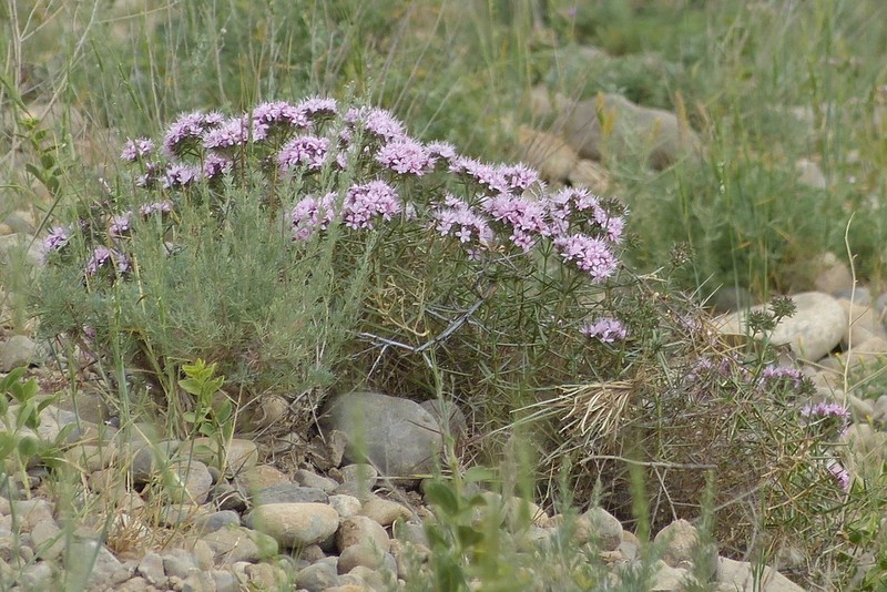 Acanthophyllum adenophorum