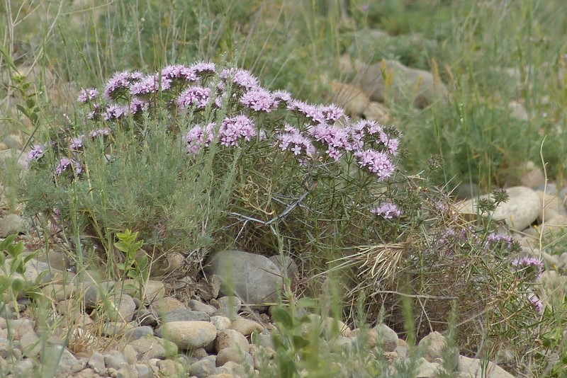 Acanthophyllum adenophorum photo 2