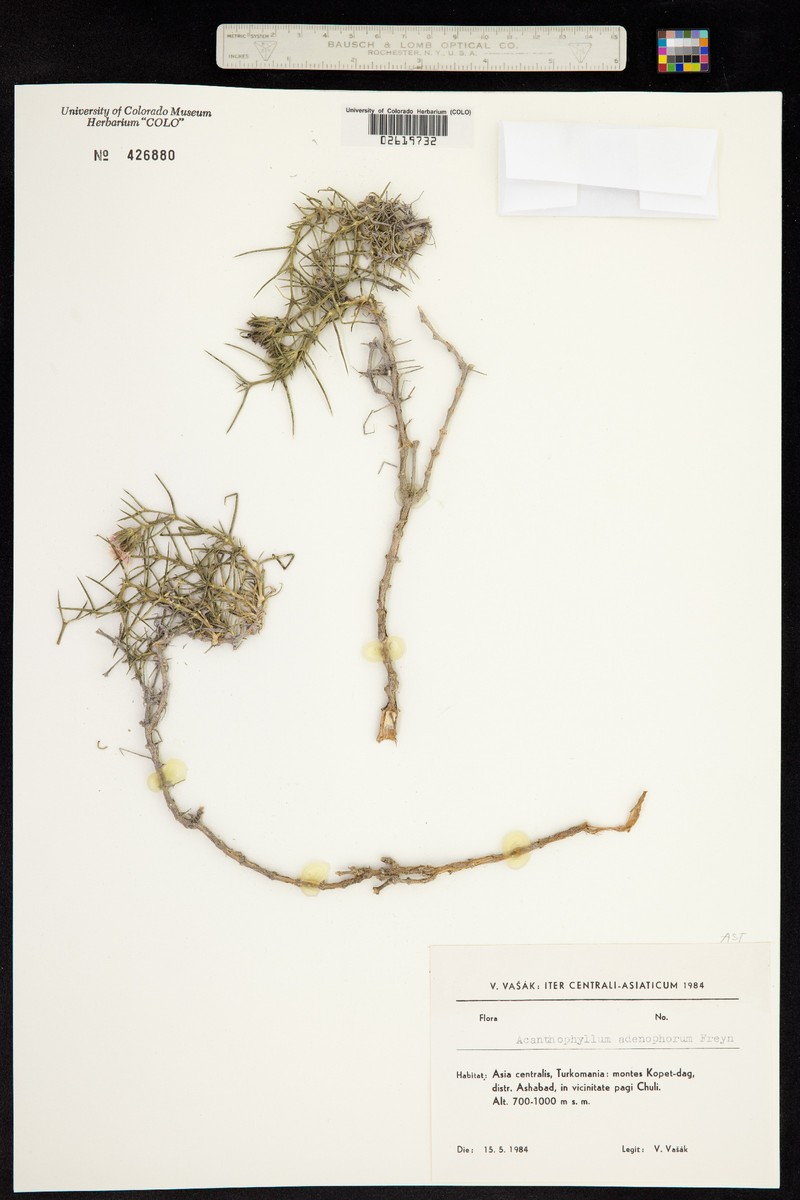 Acanthophyllum adenophorum photo 3