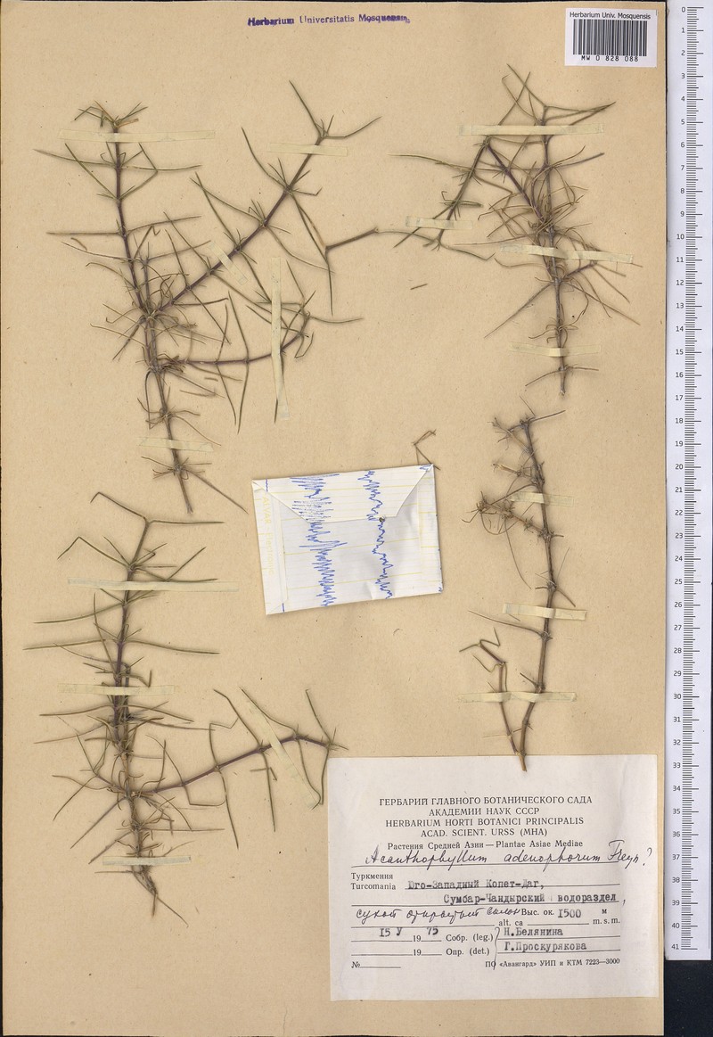 Acanthophyllum adenophorum photo 4