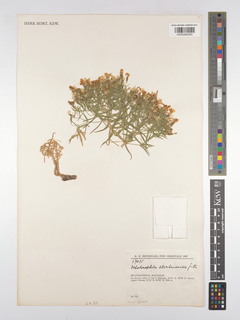 Acanthophyllum allochrusoides