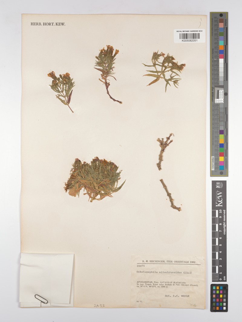 Acanthophyllum allochrusoides photo 2