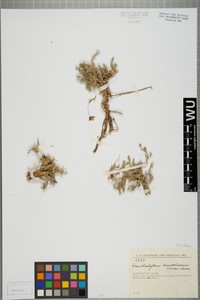 Acanthophyllum andarabicum