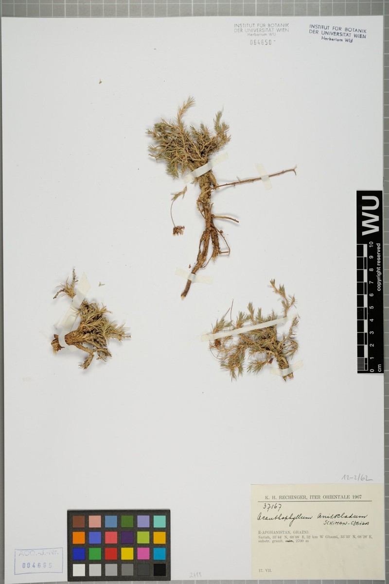 Acanthophyllum andarabicum