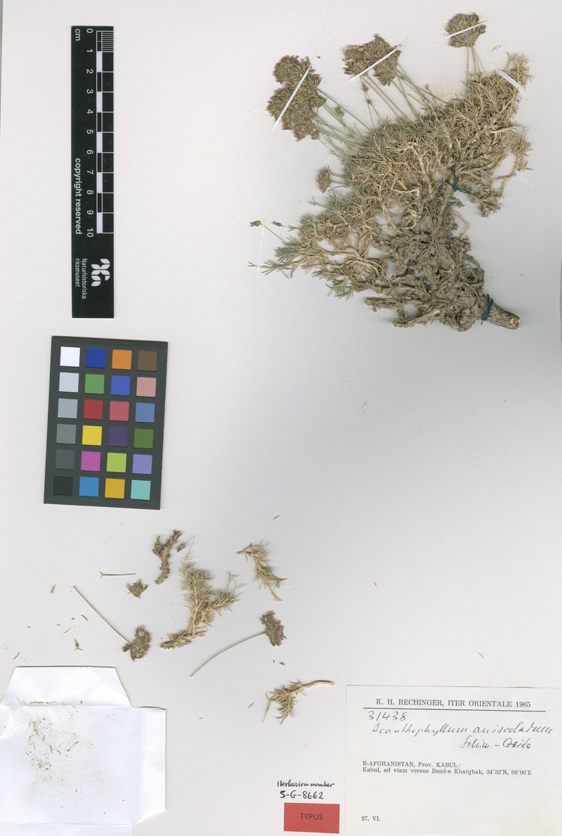 Acanthophyllum andarabicum photo 2