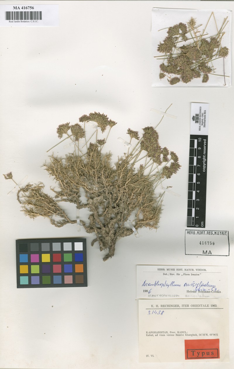 Acanthophyllum andarabicum photo 3