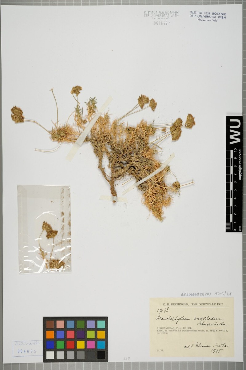 Acanthophyllum andarabicum photo 4