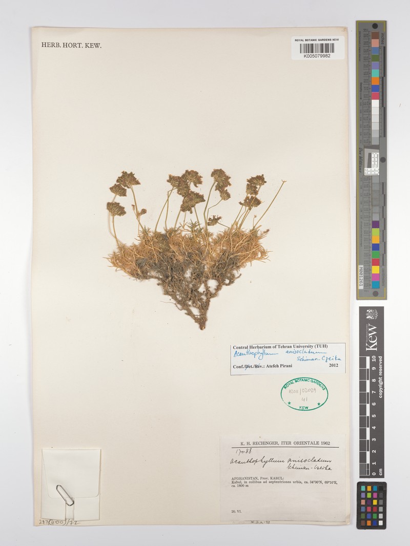 Acanthophyllum andarabicum photo 5