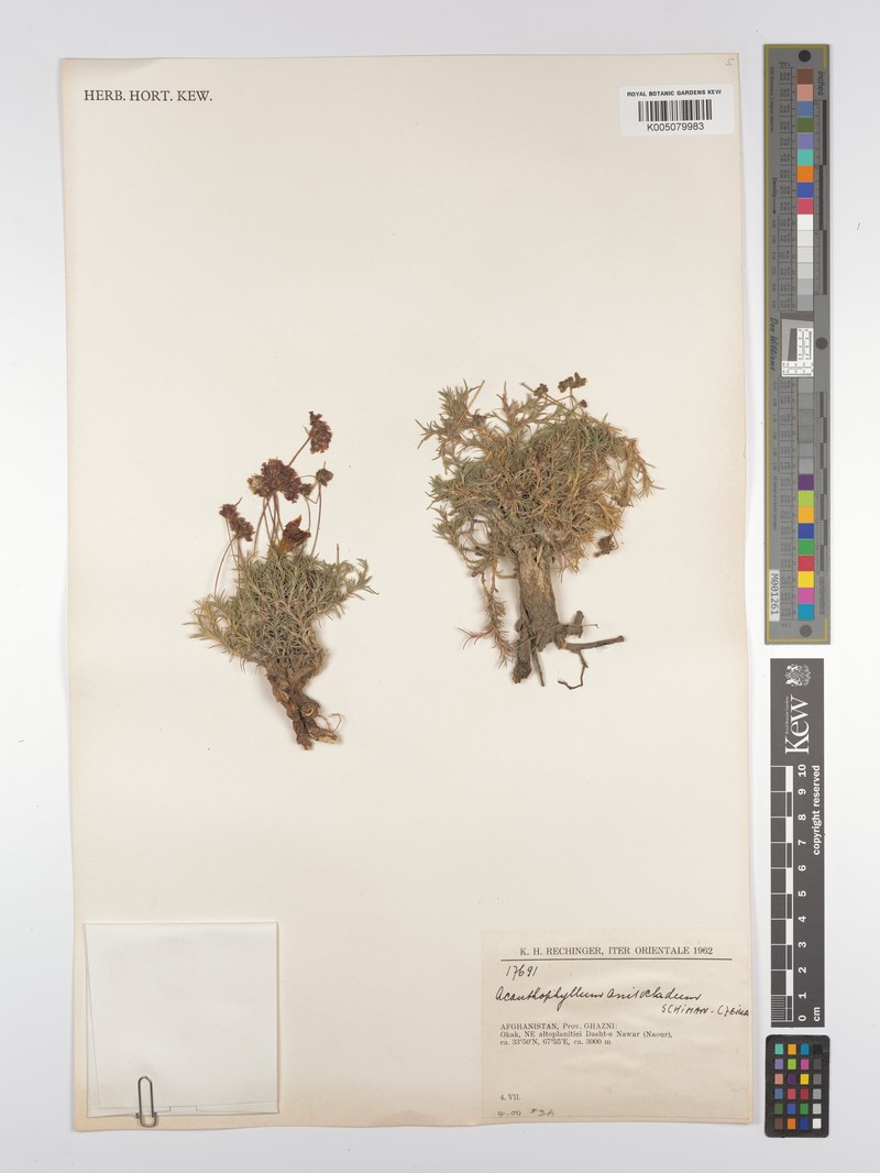 Acanthophyllum andarabicum photo 6