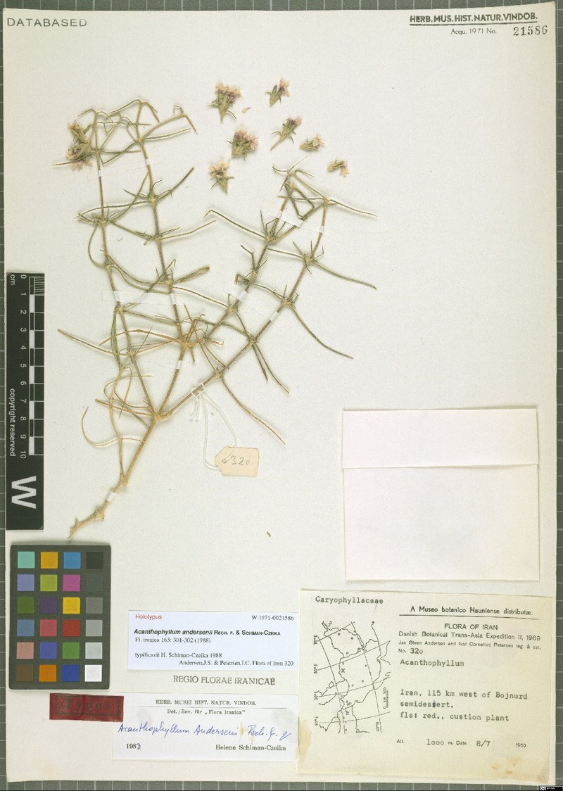 Acanthophyllum andersenii