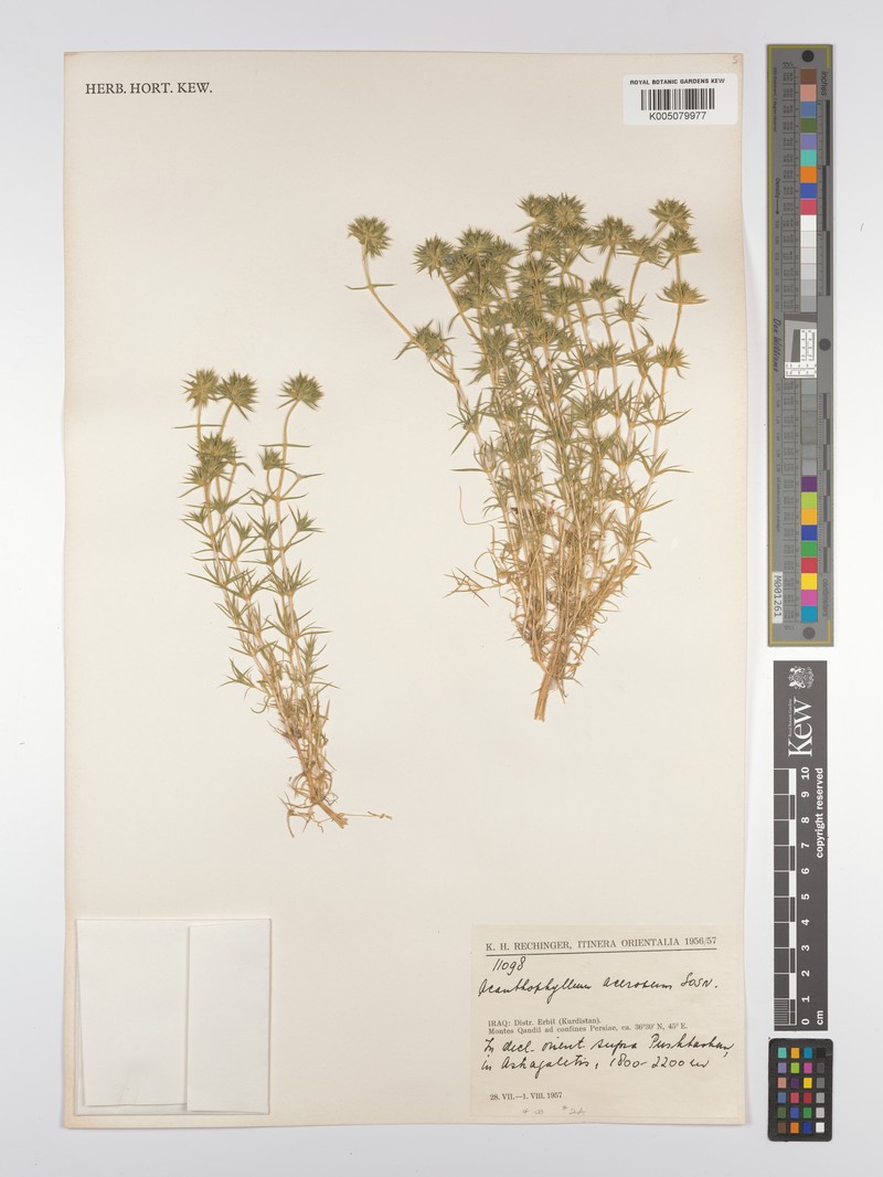 Acanthophyllum anisocladum photo 7