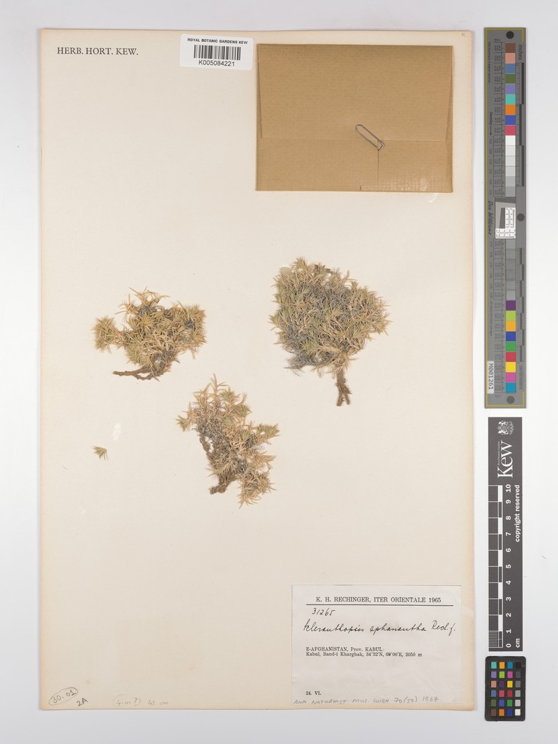 Acanthophyllum aphananthum