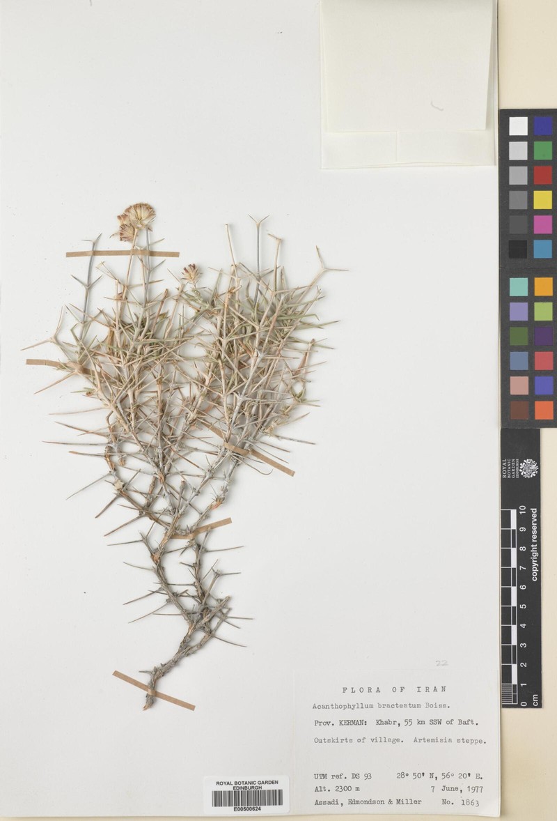 Acanthophyllum bracteatum