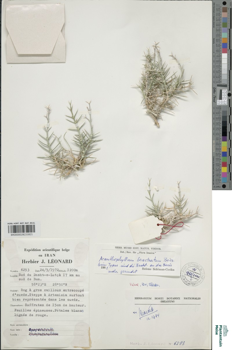Acanthophyllum bracteatum photo 2