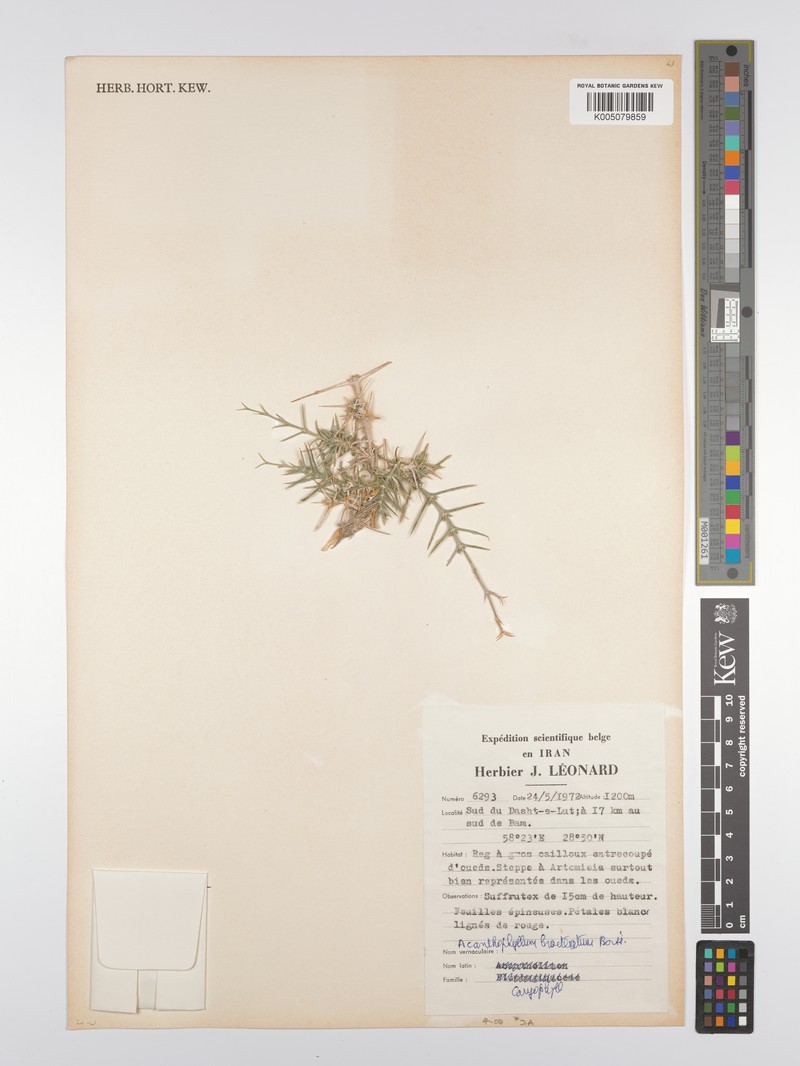 Acanthophyllum bracteatum photo 3