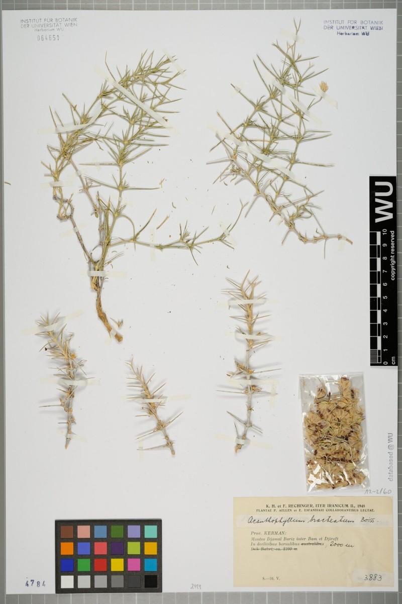 Acanthophyllum bracteatum photo 4