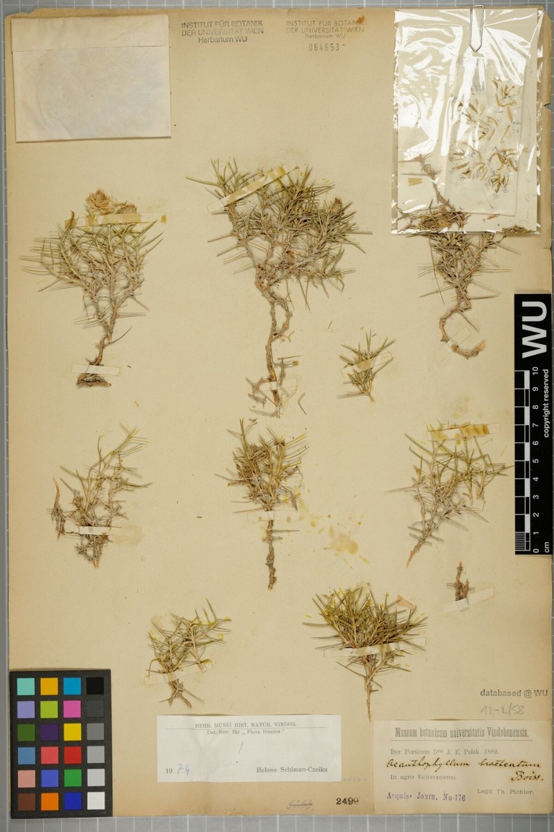 Acanthophyllum bracteatum photo 5
