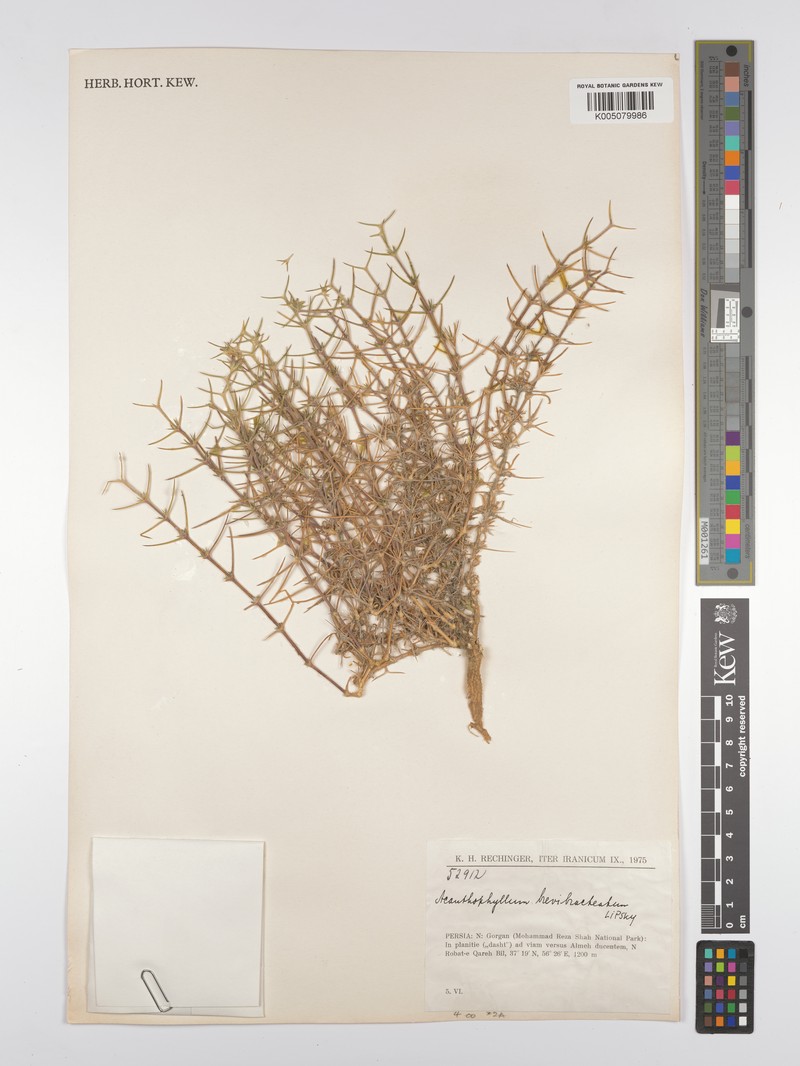 Acanthophyllum brevibracteatum photo 3