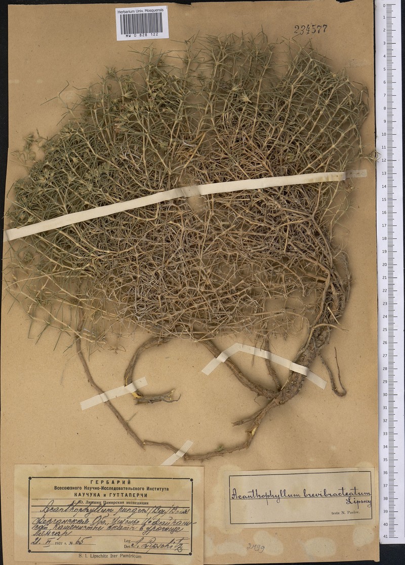Acanthophyllum brevibracteatum photo 4