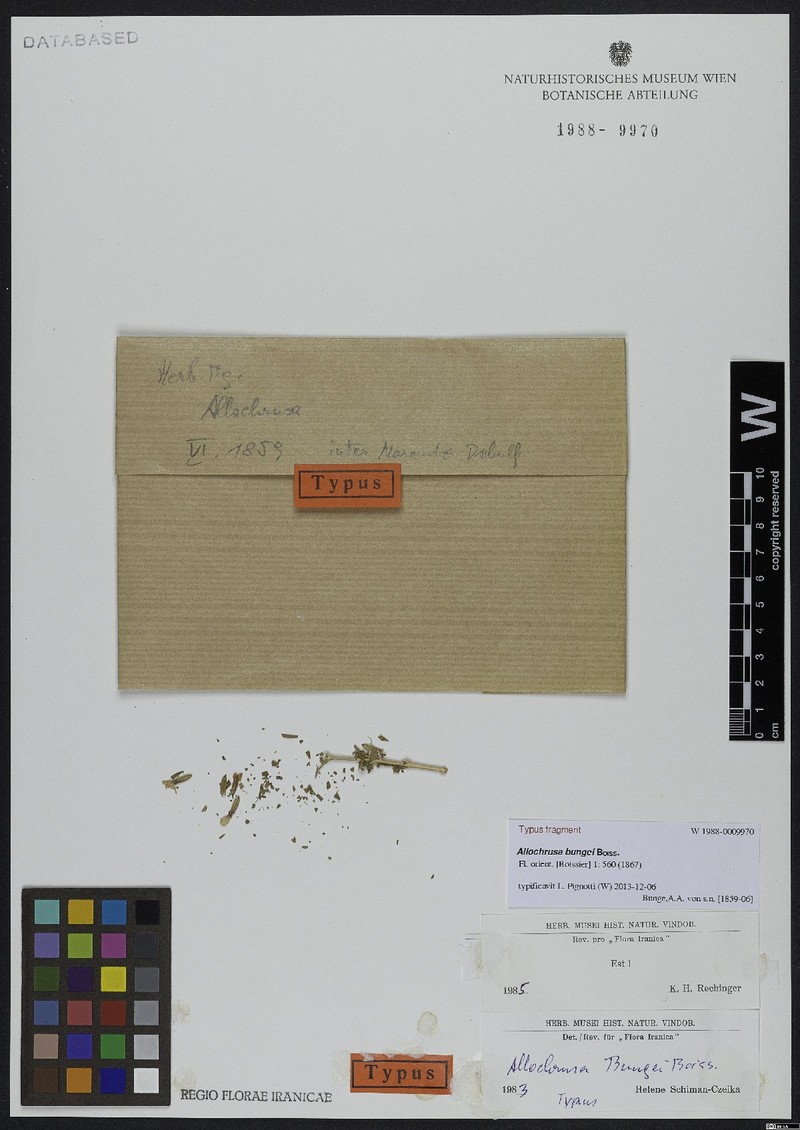 Acanthophyllum bungei