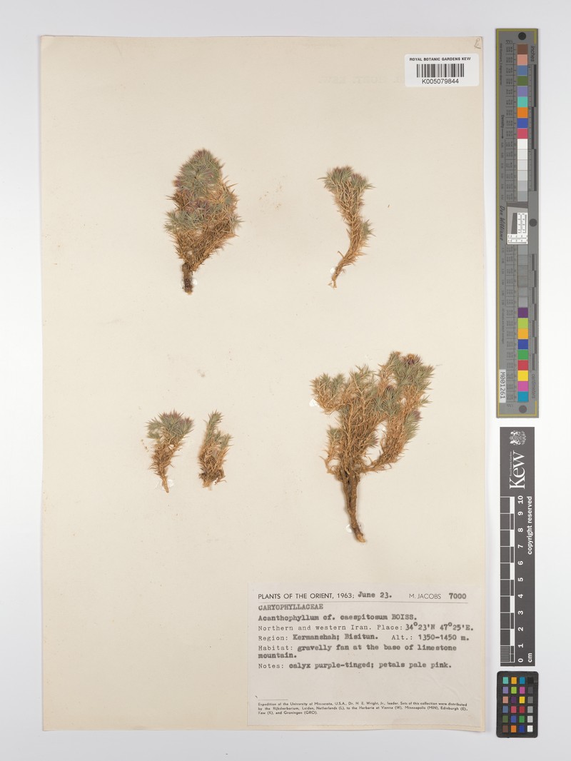 Acanthophyllum caespitosum