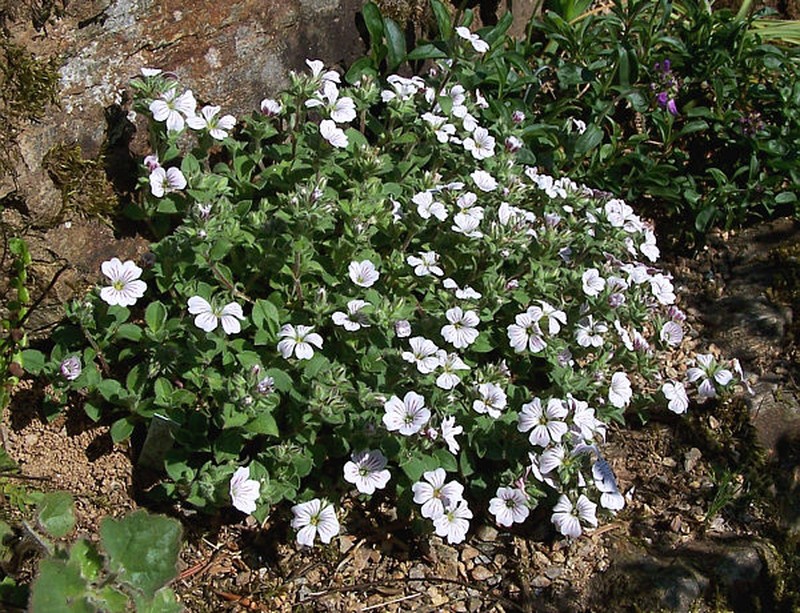 Acanthophyllum cerastioides