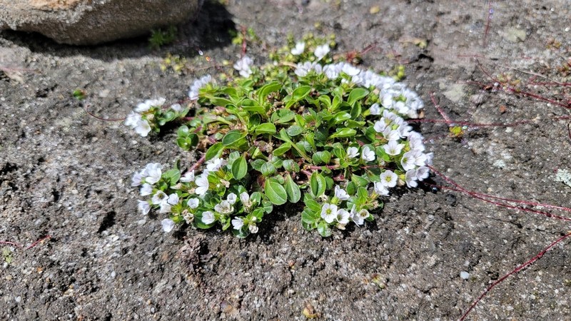 Acanthophyllum cerastioides photo 3
