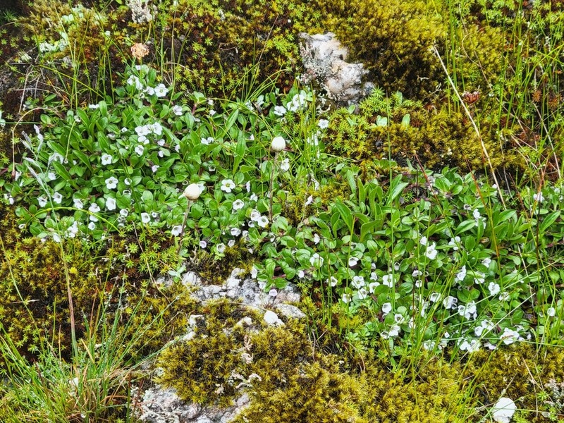 Acanthophyllum cerastioides photo 5