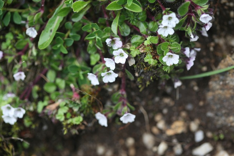 Acanthophyllum cerastioides photo 7