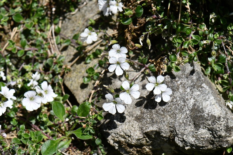 Acanthophyllum cerastioides photo 8