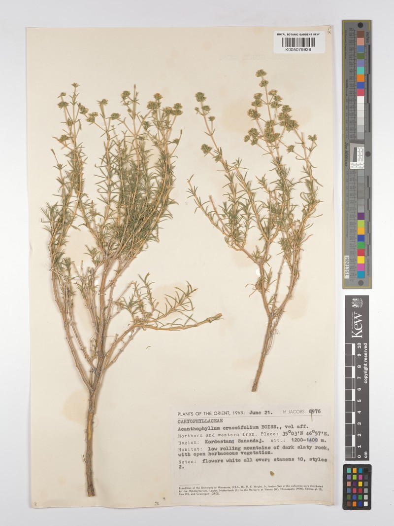 Acanthophyllum crassifolium
