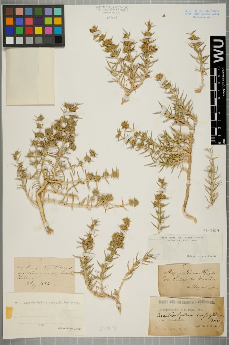 Acanthophyllum crassifolium photo 2