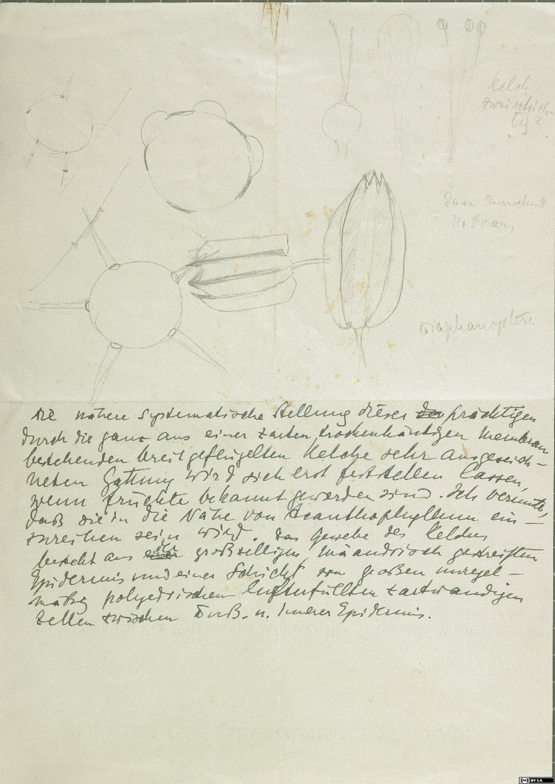 Acanthophyllum diaphanopterum