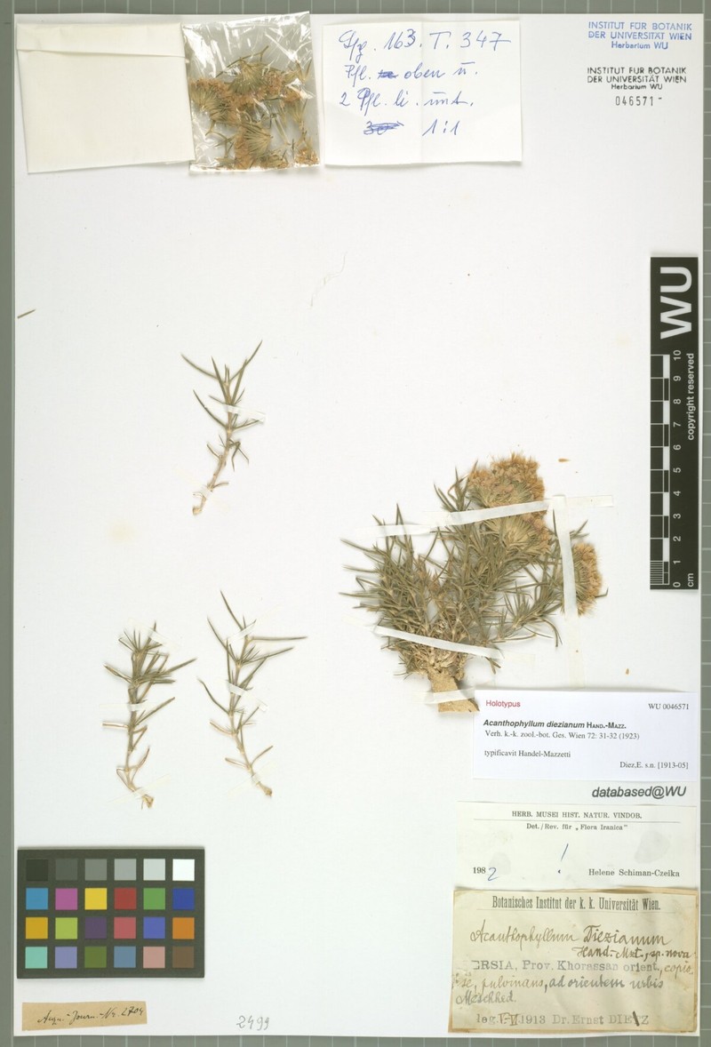Acanthophyllum diezianum