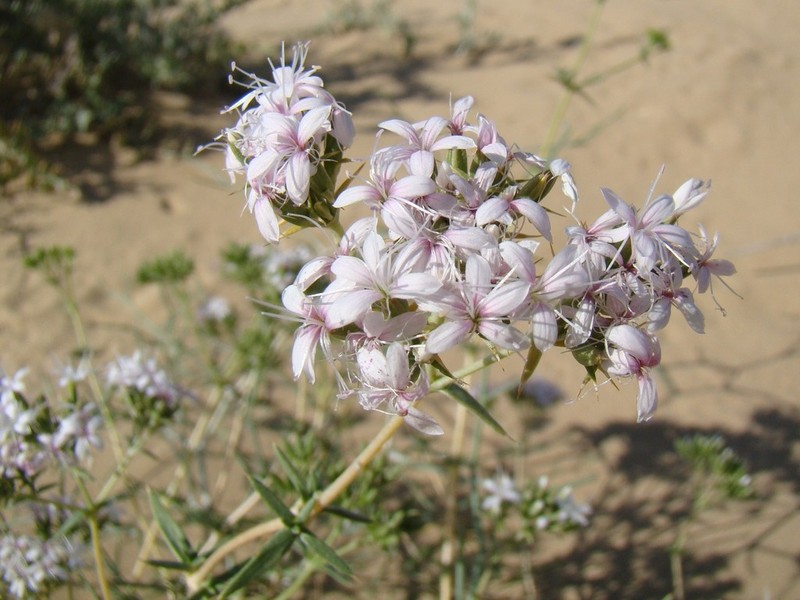 Acanthophyllum elatius