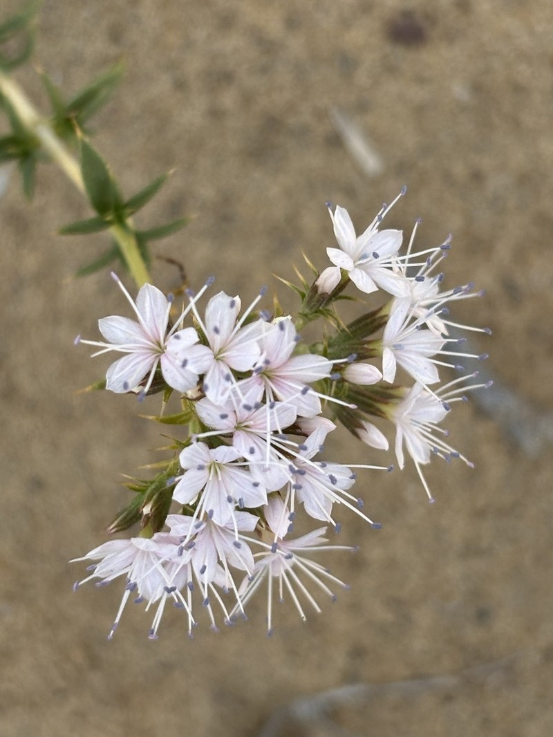 Acanthophyllum elatius photo 2