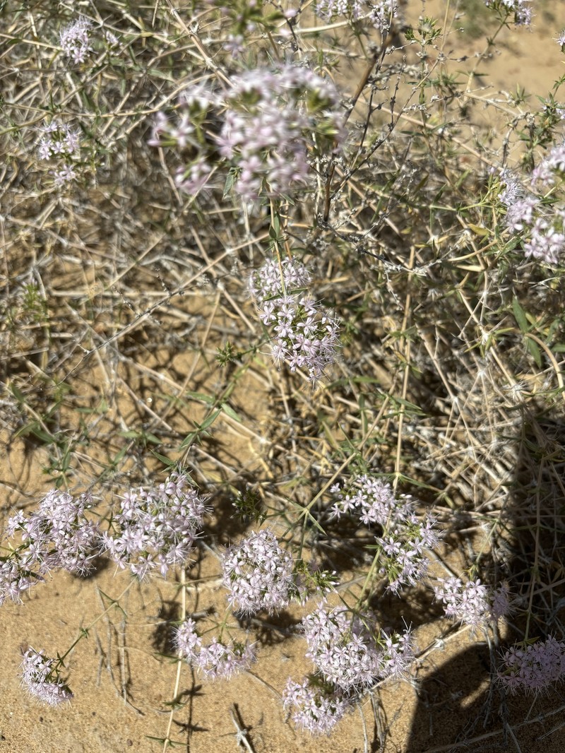 Acanthophyllum elatius photo 3