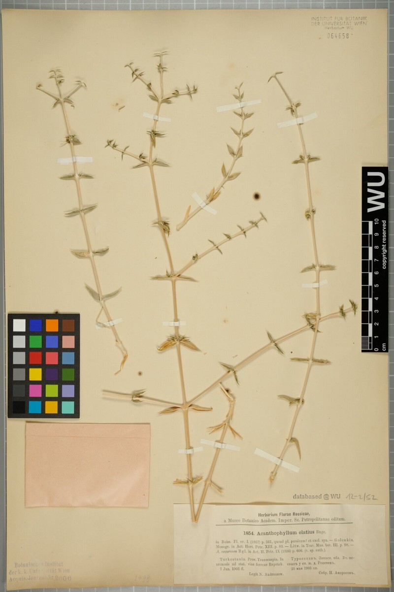 Acanthophyllum elatius photo 5