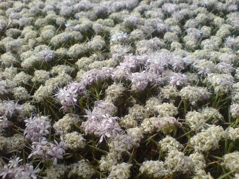Acanthophyllum glandulosum