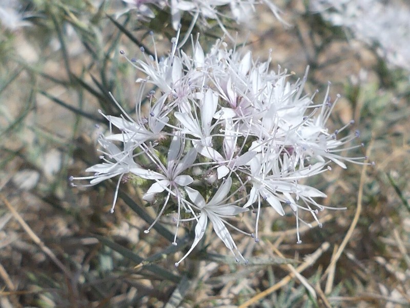 Acanthophyllum glandulosum photo 2