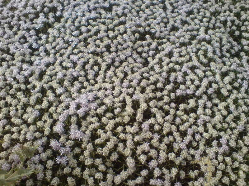 Acanthophyllum glandulosum photo 4